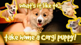 WHAT'S IT LIKE TO GET A CORGI PUPPY!