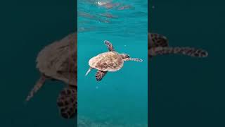 Turtle Snorkeling At Cora Cora