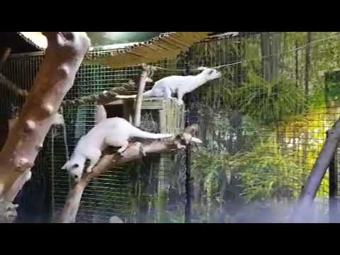 A pair of three-striped palm civets