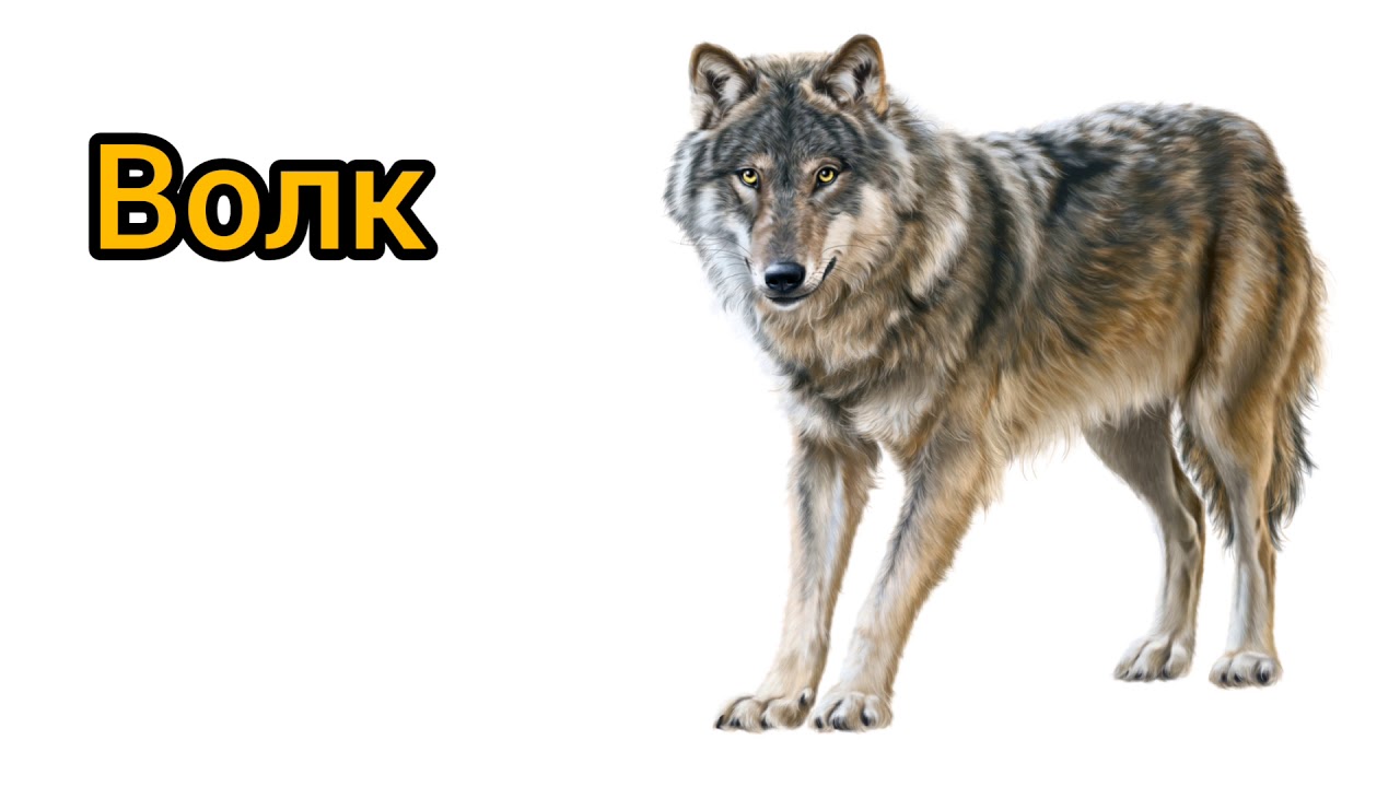 Составить слово волка. Карточка волк. Волк карточка для детей. Слова волка. Дикие животные карточки волк.