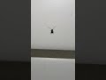 Animals Beetle Insects #animals #animal #animalshorts #insects #insect