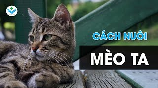 Cách nuôi mèo ta┃How to raise Tabby Cat┃Agridoctor.vn┃Bác sĩ nông nghiệp