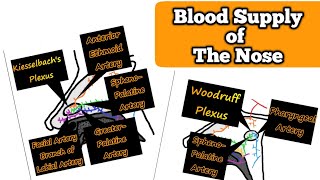 Blood Supply of The Nose | Kiesselbach's Plexus | Woodruff's Plexus | Medical Discovery