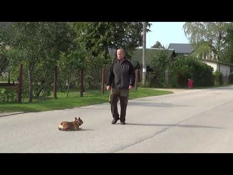 Video: Franču Buldogu šķirnes Suņu šķirne Hipoalerģiska, Veselība Un Mūžs