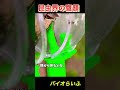 昆虫界の鷹顔、超絶イケメンをご覧下さい...#shorts