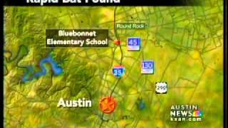 Rabid bat at Bluebonnet Elementary