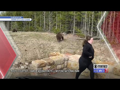 Officials investigate incident involving woman approaching grizzly bears in Yellowstone