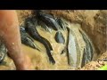 Amazing Easy Fishing Trap! Dig Hole to Catch Relocate Fish in the Lake _ Viral Life Fisher