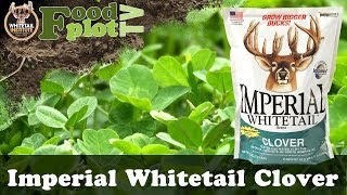 Whitetail Institute Imperial Clover 