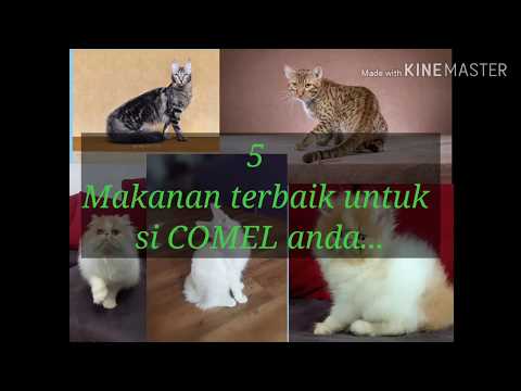 Video: Makanan Kucing Kelas Ekonomi: Senarai Jenama, Komposisi, Ulasan Doktor Haiwan Dan Pemilik Murah Terbaik