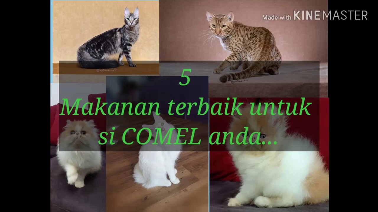 TOP 5 CAT FOOD / 5 Makanan kucing terbaik - YouTube