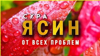 🎧 ❤ ️Сура Ясин! Ежедневно От Всех Ваших Проблемы Ин Ша Аллах