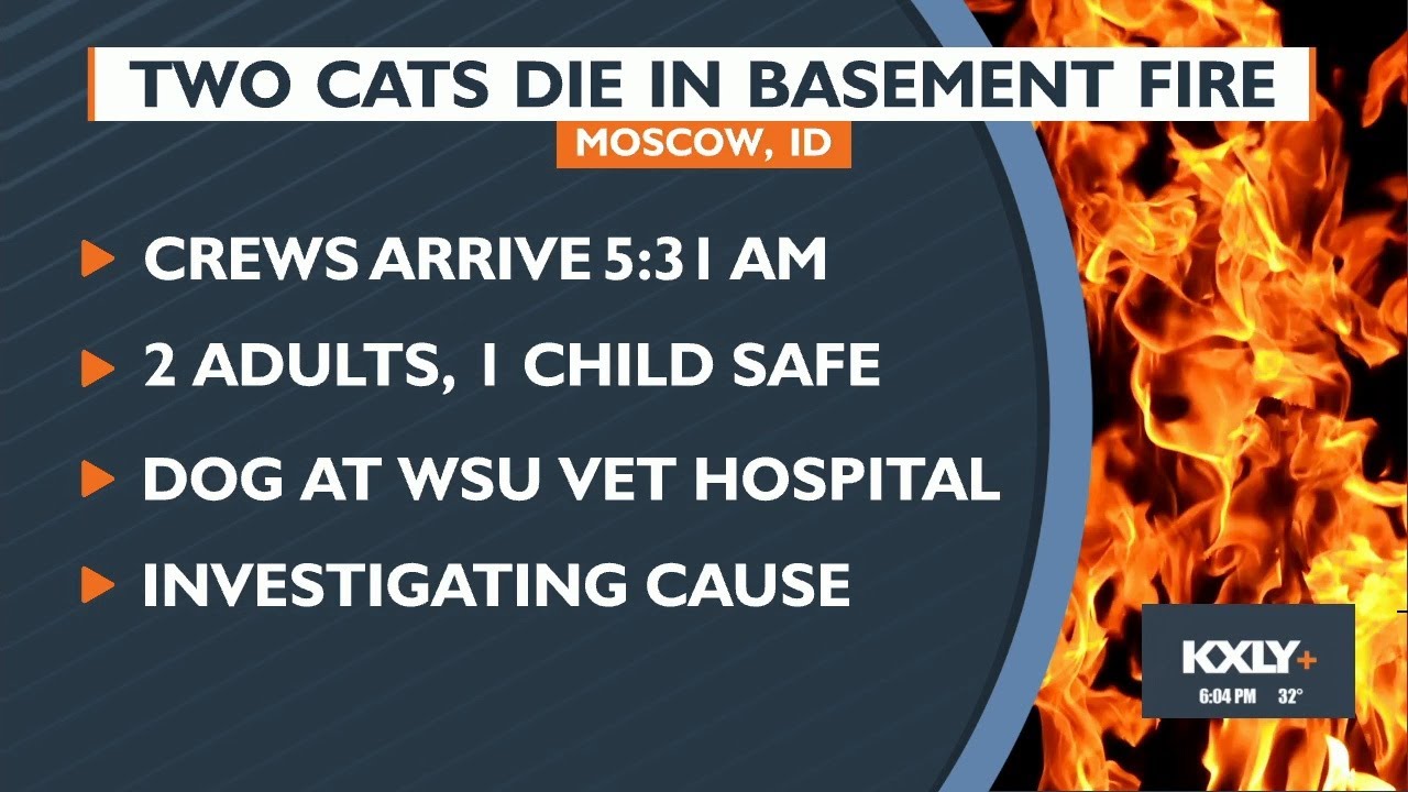 Two cats die in house fire in Moscow - YouTube