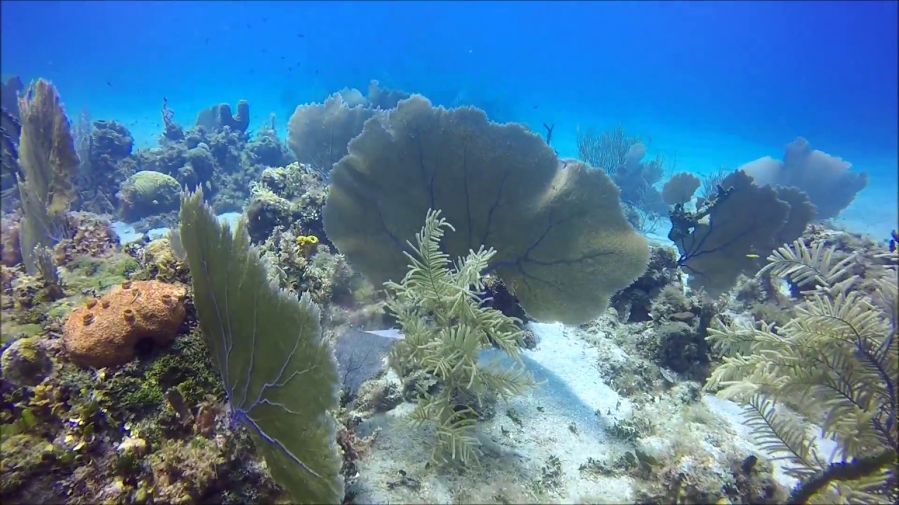 Sponge Garden 9 9 16 YouTube