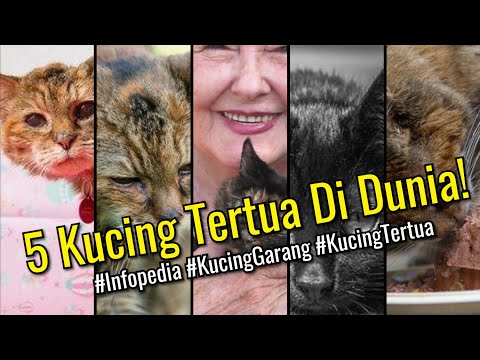 Video: Kucing Berusia 25 Tahun Menuju Buku Rekor Sebagai Kucing Tertua Di Dunia