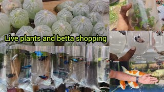 live plants for 30rs and betta for 80rs Sunday kolathur market #trending #viral #howto