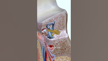 Ear Anatomy | Inside the ear | 3D Human Ear Animation #shorts