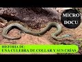 MicroDocu - Historia de una culebra de collar y sus crías