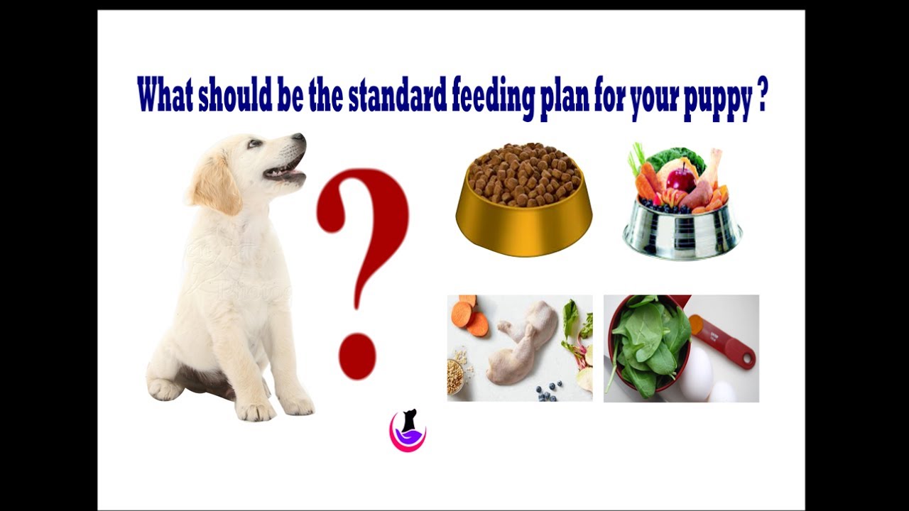 Lhasa Apso Diet Chart