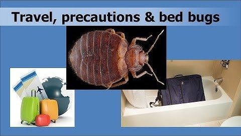 Four points by sheraton boston logan airport bed bugs