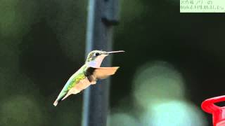 動画素材ハチドリのホバリング飛行のスローモーション映像ですSlomonature 090112 02