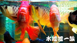 1131208 水噹噹一族