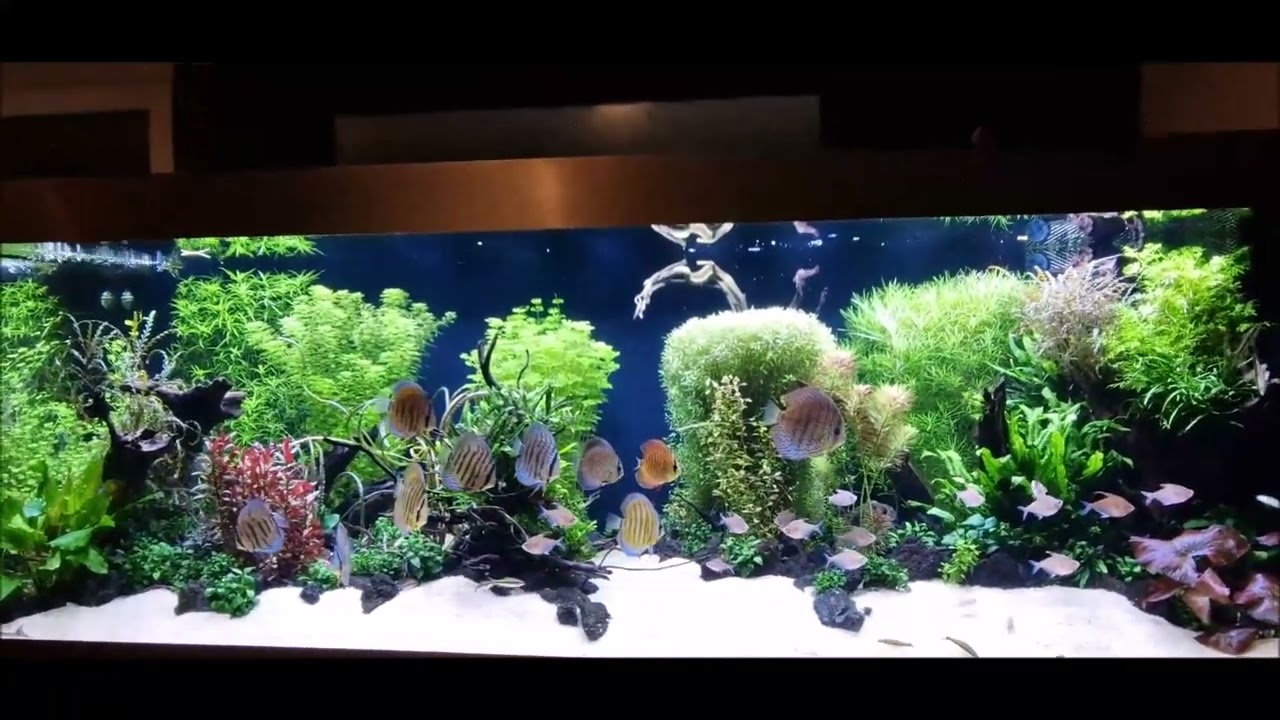 Aquascaping Discus