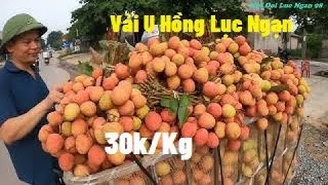 30K/ Kg Vải U Hồng Tại Ngã Ba Cầu Chét - Phì Điền I Vải Thiều Lục Ngạn I Núi Đồi Lục Ngạn