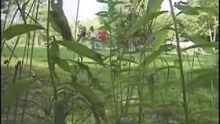 The Search For GrassMan AKA BigFoot PART ONE