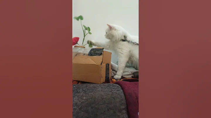 Video 11424091: cat persiancat cutecat pets, persiancat cat cutecat kitten, persiancat cats funny cutecat, pretty cat