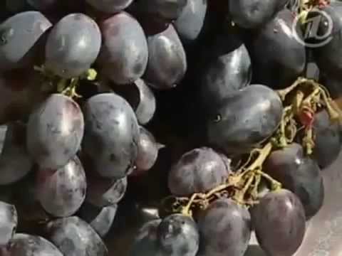 Польза винограда для здоровья, как выбирать виноград