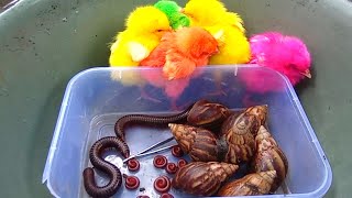 hunting millipede,cute snail,ayam rainbow,luwing merah,kaki seribu besar