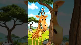 Giraffes Only Sleep 30 Minutes a Day!