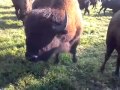 Petting our buffalo as they lick our hand