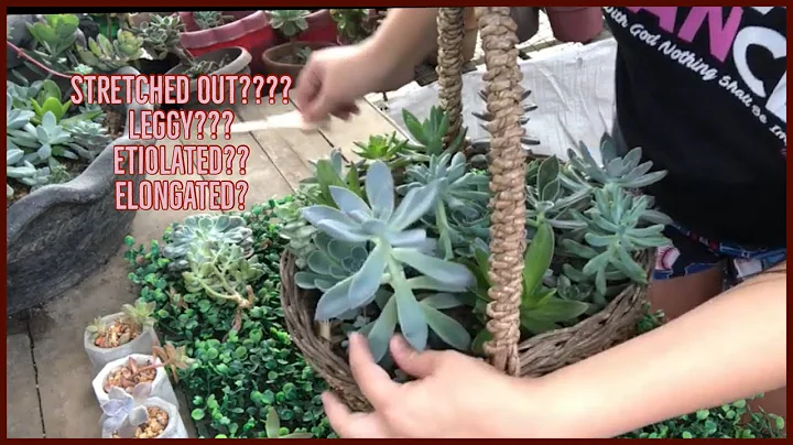 HOW TO FIX ETIOLATED/STRETCHED OUT SUCCULENTS + UNBOXING | SULOY BATANGAS | Alyssa Atienza