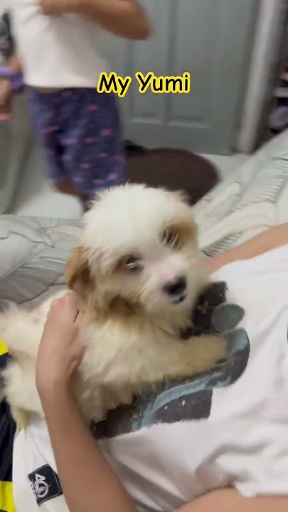 My Yumi #shortsfeed #doglife #shortsvideo #cutedog #shorts