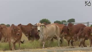 Kaiuroo Brahman genetic research