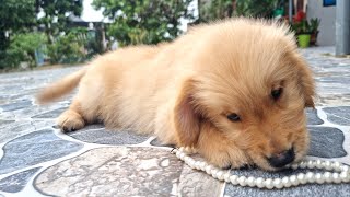 Golden Retriever The dog loves to spend with toys