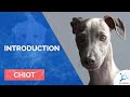 Chiot  introduction