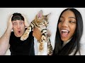We Bought Another $3,000 Kitten!!