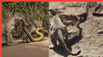 [LEOPARD ATTACK SNAKE] PYTHON CONSTRICTS LEOPARD AS IT FIGHTS BACK!