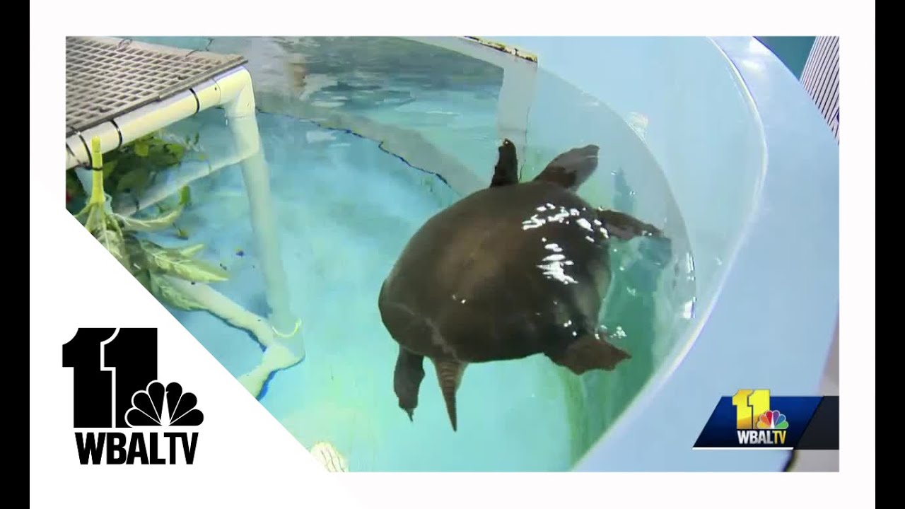 National Aquarium restarting tours of off-site rescue center