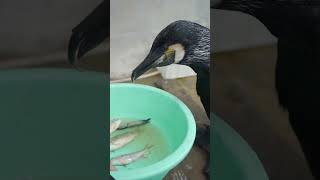 The Big Black Bird Ate All The Fish