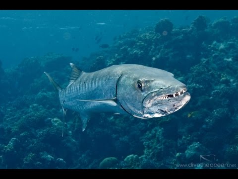 Большая барракуда Sharm el-Sheikh Red Sea