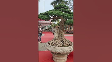 cây dáng trực đẹp quá!