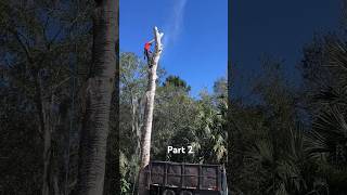 Ingenious tree guy -part 2- #teework