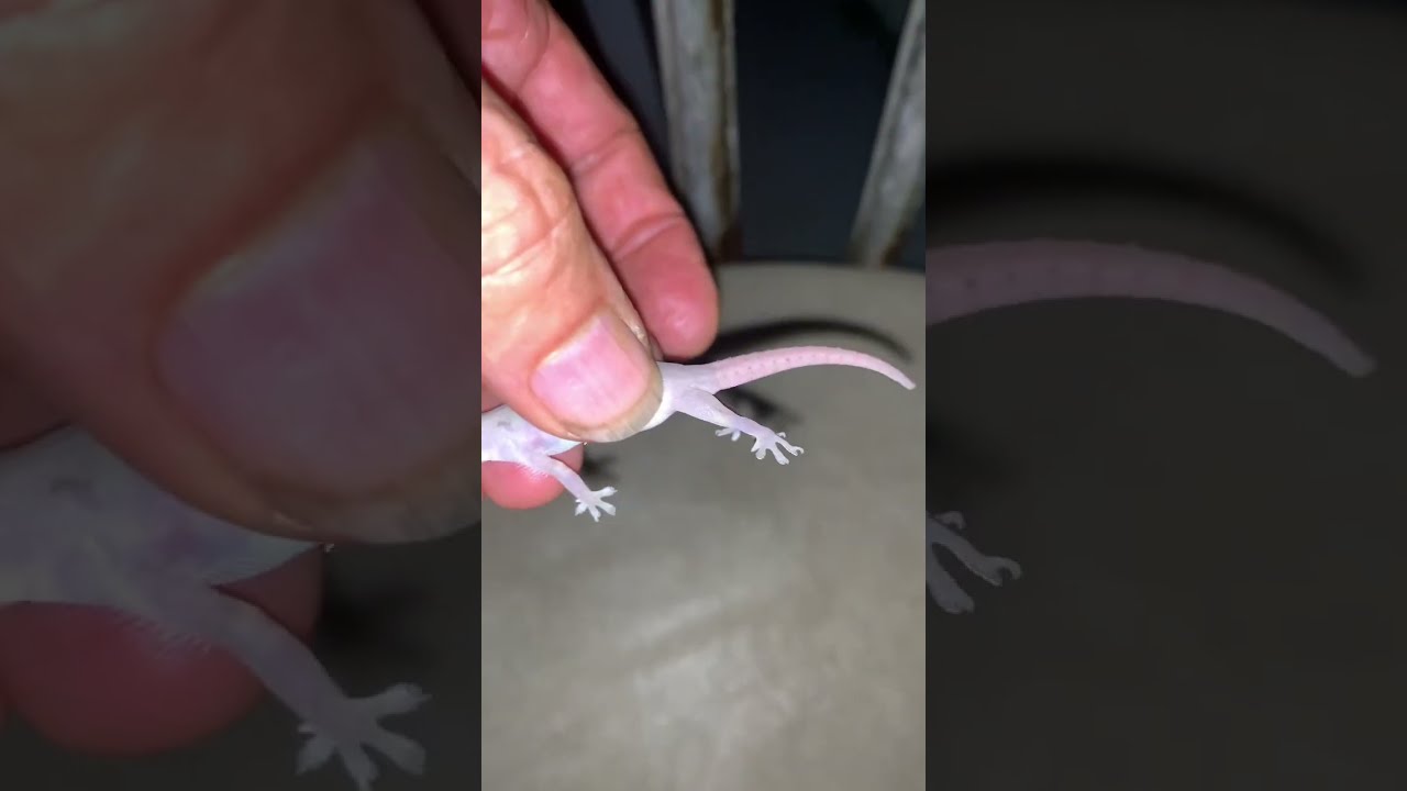 How To Catch A Pest Gecko Hemidactylus Frenatus Asian House