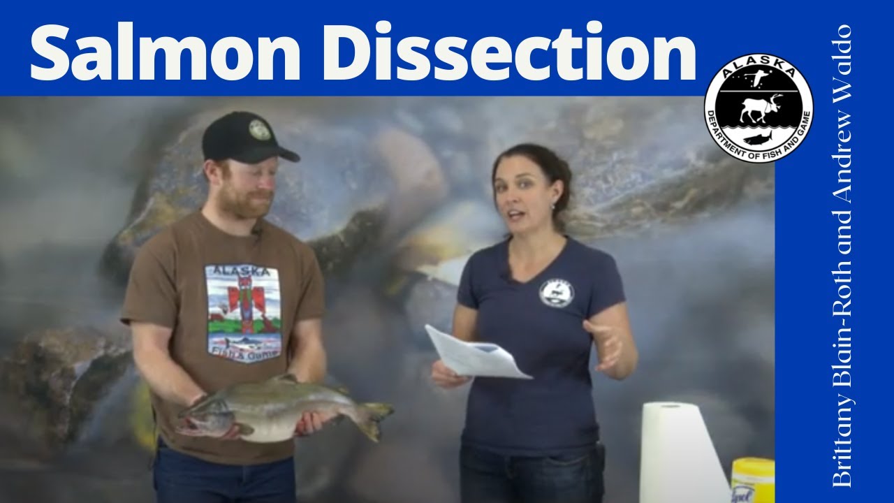 Salmon Dissection- A Resource for Teachers and Students - YouTube