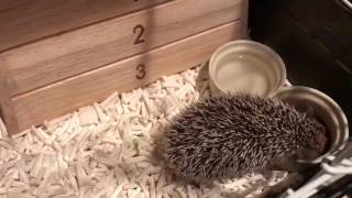 ビリー君(ハリネズミ)‎お食事🐛～うんち💩するまで