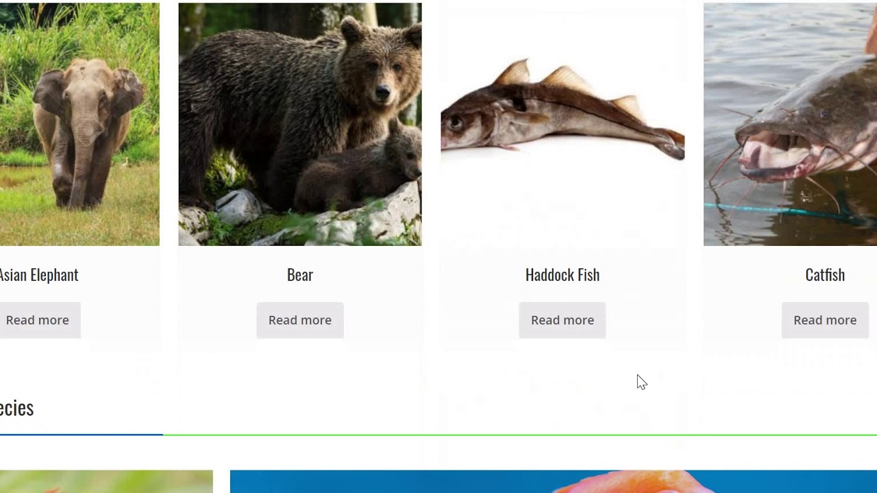 SE3 Project zoo management system YouTube